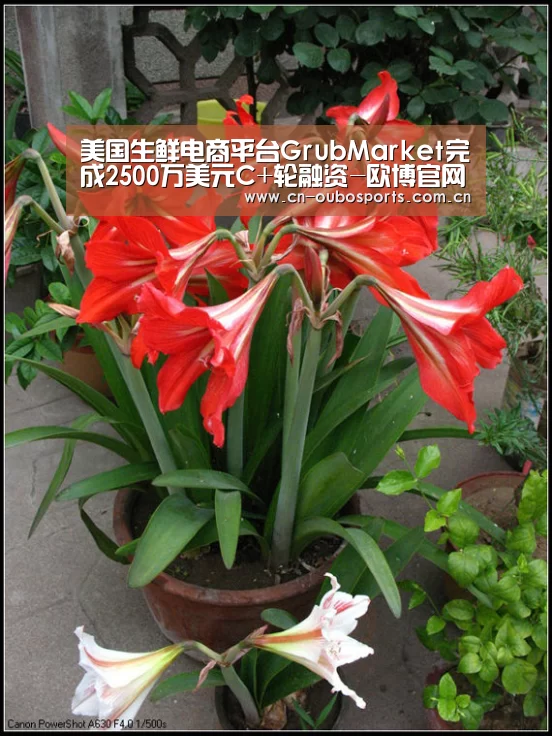 美国生鲜电商平台GrubMarket完成2500万美元C+轮融资-欧博官网abg(图3) 欧博娱乐